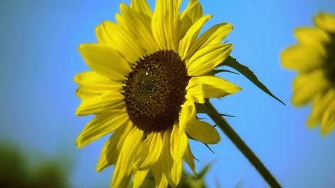 Sunflower under blue sky Stock Footage 93177260