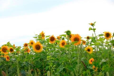 Sunflower under the blue sky Stock Photos