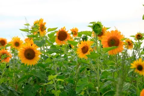 Sunflower under the blue sky Stock Photos