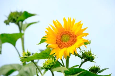 Sunflower under the blue sky Stock Photos