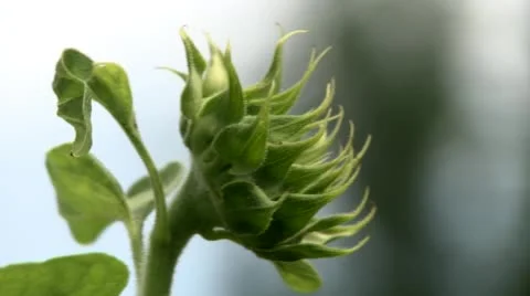 Sunflower unopened Stock Footage 52255929
