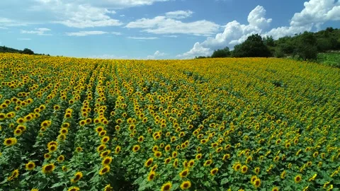 Sunflower Valley Stock Footage 340778200