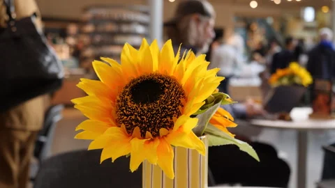 Sunflower at the van Gogh museum cafe. Amsterdam, Netherlands, November 2023. Stock Footage 255447616