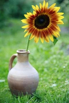 Sunflower in a vase on grass Stock Photos