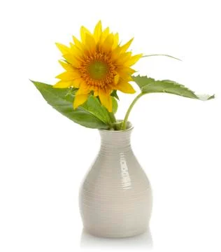 Sunflower in a vase Stock Photos
