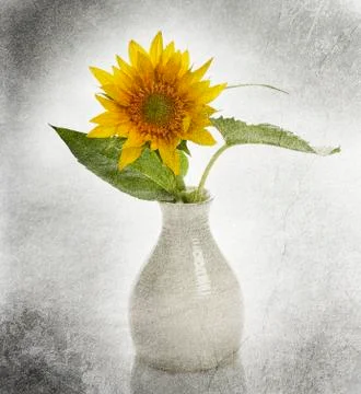 Sunflower in a vase Stock Photos