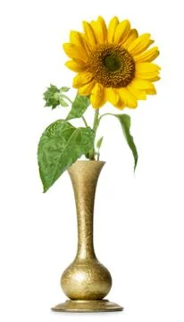 Sunflower in vase Stock Photos
