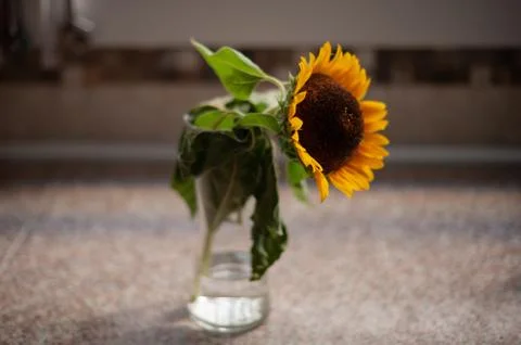 Sunflower in a vase Stock Photos
