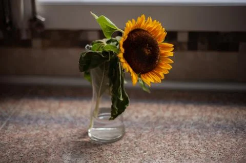 Sunflower in a vase 库存照片