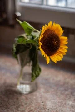 Sunflower in a vase 库存照片