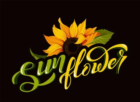 Sunflower vector clip art with hand lettering sign calligraphy flower name Stock Illustration