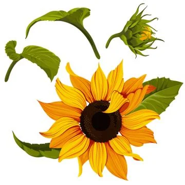 Sunflower vector clip art set. Yellow flower illustration. Plant image with Stock Illustration