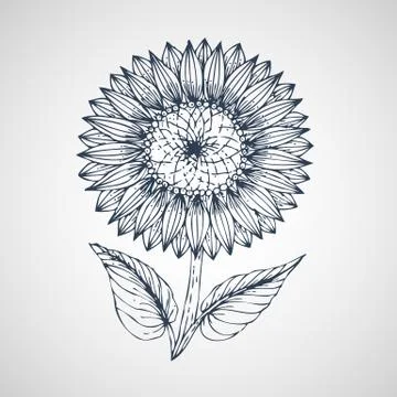Sunflower Vector hand drawn Stock Illustration