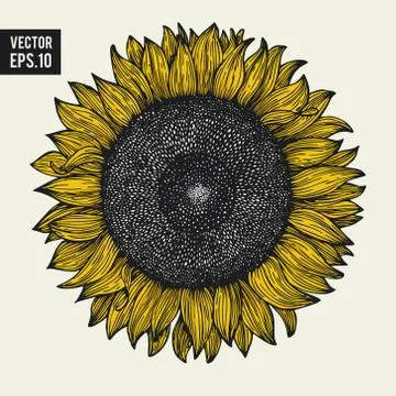 Sunflower vector hand drawn illustration. Can be use for organic and natural Stock Illustration