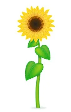 Sunflower vector illustration Stock Illustration