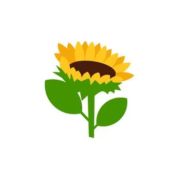 Sunflower vector illustration isolated on white background Illustrazione stock