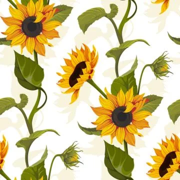 Sunflower vector seamless pattern floral texture on bright background Stock Illustration