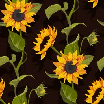 Sunflower vector seamless pattern floral texture on black background Stock Illustration