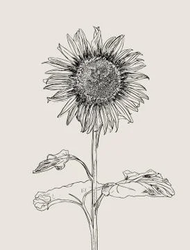 Sunflower. Vector set of hand drawn sunflowers and leaves , vintage style. Stock Illustration