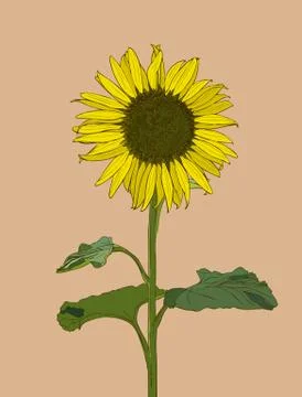 Sunflower. Vector set of hand drawn sunflowers and leaves , vintage style. Stock Illustration