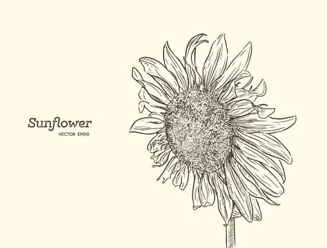 Sunflower. Vector set of hand drawn sunflowers , vintage style. Stock Illustration