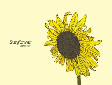 Sunflower. Vector set of hand drawn sunflowers , vintage style. Stock Illustration
