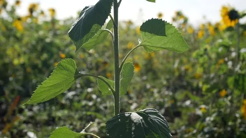 Sunflower Vertical Camera Lift Stock-Footage 116970258