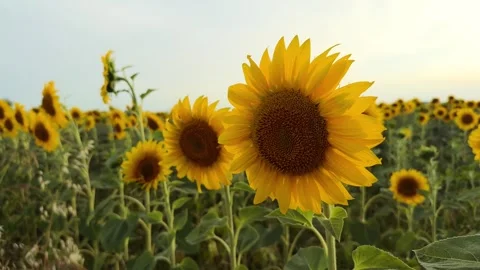Sunflower video slowmotion Stock Footage 278213287