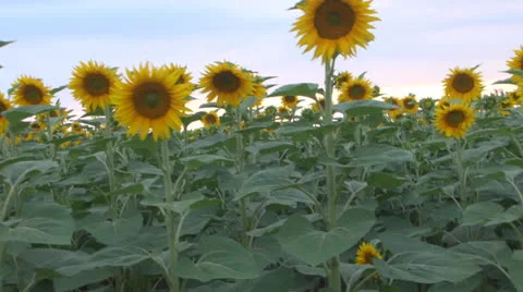 Sunflower viewed from car.POV Stock-Footage 25513115