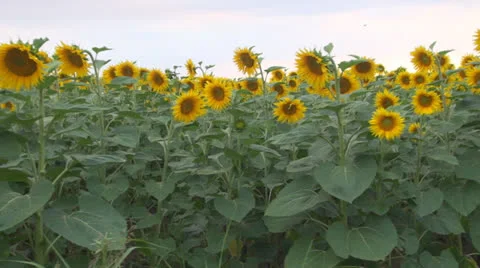 Sunflower viewed from car.POV Stock Footage 25513242