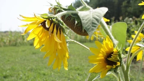 Sunflower in the village 库存影片 79756736