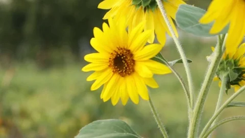 Sunflower in the village 库存影片 79758299