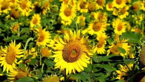Sunflower Village Video stock 332254392