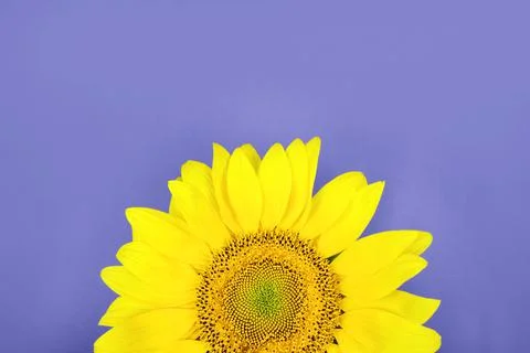 Sunflower on violet background Stock Photos