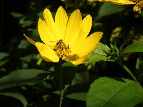 Sunflower w/ Bee/Wasp Stock Photos