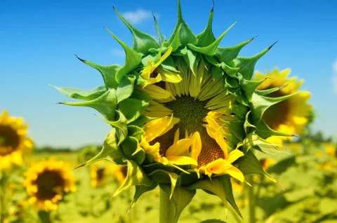Sunflower waiting to open Stock Photos