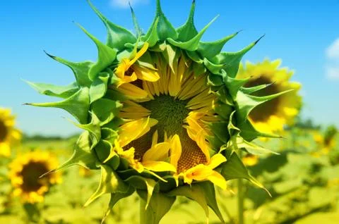 Sunflower waiting to open Stock Photos