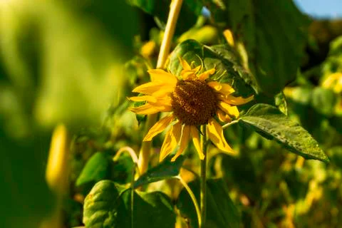 Sunflower warming on sun Stock Photos