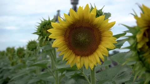 Sunflower watered by a farmer's machine Stock Footage 159822589