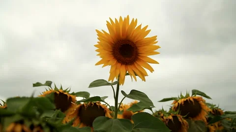 Sunflower waving on the wind Stock Footage 40152245