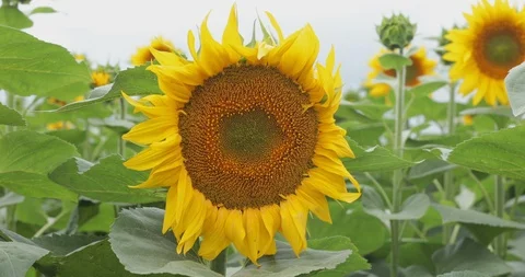 Sunflower waving at wind, steadicam Stock Footage 92132947