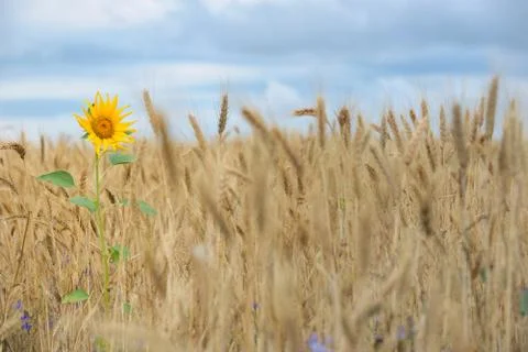 Sunflower in wheat field Stock Photos