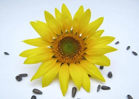 Sunflower on white background close-up view  Stock Photos
