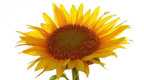 Sunflower on a white background Stock Footage 8648314