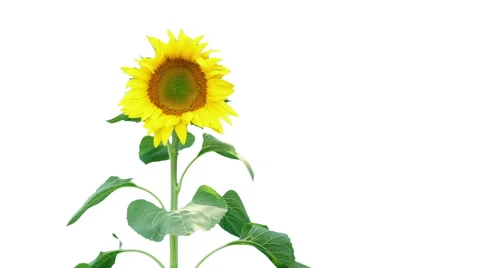 Sunflower on white background Stock Footage 58654219