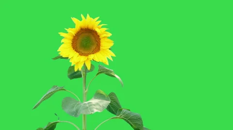 Sunflower on white background Stock Footage 58654391