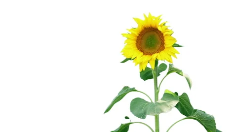 Sunflower on white background Stock Footage 58654452