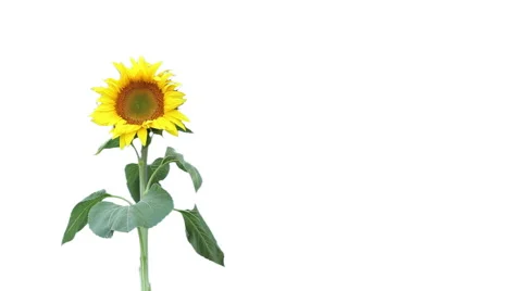Sunflower on white background Stock Footage 58654645