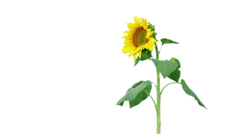 Sunflower on white background Stock Footage 58654903