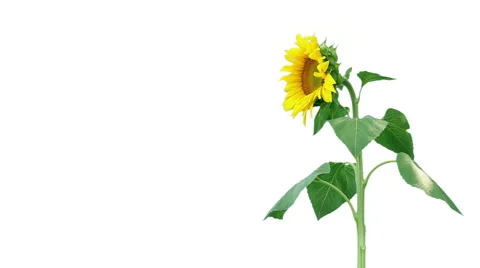Sunflower on white background Stock Footage 58655105